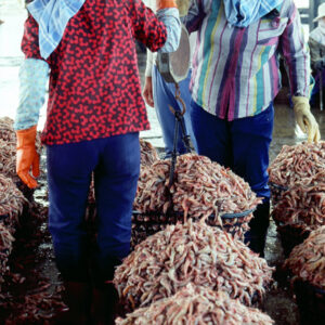 澎湖-秤蝦-農-農村、農作物。 漁-漁港、水產養殖. 牧-雞、鴨、牛、豬。-MOFA109179CF-2020-12-SL00028-139