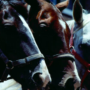 -農-農村、農作物。 漁-漁港、水產養殖. 牧-雞、鴨、牛、豬。-MOFA109179CF-2020-12-SL00028-148