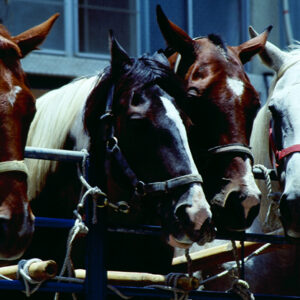 -農-農村、農作物。 漁-漁港、水產養殖. 牧-雞、鴨、牛、豬。-MOFA109179CF-2020-12-SL00028-149