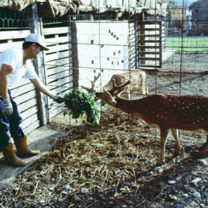 梅花鹿-農-農村、農作物。 漁-漁港、水產養殖. 牧-雞、鴨、牛、豬。-MOFA109179CF-2020-12-SL00028-151