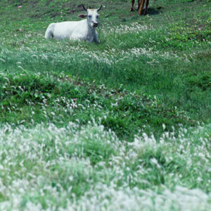 澎湖-牛-農-農村、農作物。 漁-漁港、水產養殖. 牧-雞、鴨、牛、豬。-MOFA109179CF-2020-12-SL00028-152
