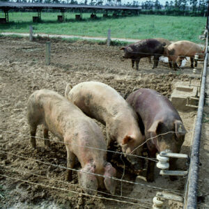 農-農村、農作物。 漁-漁港、水產養殖. 牧-雞、鴨、牛、豬。-MOFA109179CF-2020-12-SL00028-154