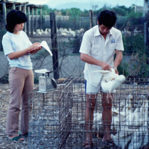 農民-農-農村、農作物。 漁-漁港、水產養殖. 牧-雞、鴨、牛、豬。-MOFA109179CF-2020-12-SL00028-155