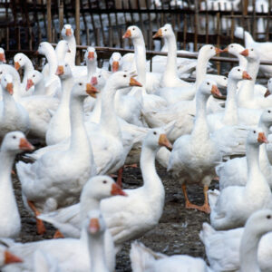 農-農村、農作物。 漁-漁港、水產養殖. 牧-雞、鴨、牛、豬。-MOFA109179CF-2020-12-SL00028-156