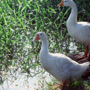 農-農村、農作物。 漁-漁港、水產養殖. 牧-雞、鴨、牛、豬。-MOFA109179CF-2020-12-SL00028-157