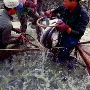 台南佳里-抓烏魚-經濟 農漁牧。 工商展示。 金融股市。 兩岸經貿。 服務業。-MOFA109179CF-2020-12-SL00029-007