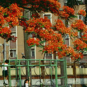 校景-教育-MOFA109179CF-2020-12-SL00034-015