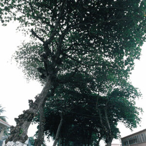 聖多美普林西比當地風土民情-陳總統訪聖多美普林西比-MOFA109179CF-2020-12-PH00058-159