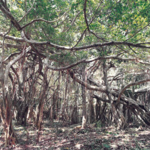 墾丁國家公園白榕-彩色(農漁牧)-MOFA109179CF-2020-12-PH00098-006