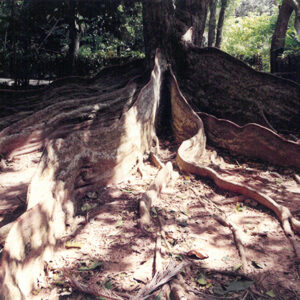 墾丁國家公園稀有植物─銀葉枝根-彩色(農漁牧)-MOFA109179CF-2020-12-PH00098-007