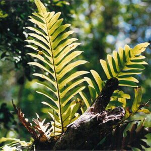 稀有植物—連珠蕨-彩色(農漁牧)-MOFA109179CF-2020-12-PH00098-009