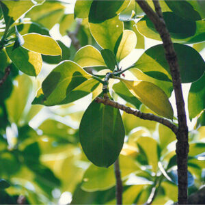 不知名植物-彩色(農漁牧)-MOFA109179CF-2020-12-PH00098-010