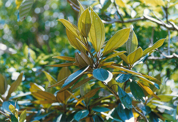 稀有植物—銹葉牡丹-彩色(農漁牧)-MOFA109179CF-2020-12-PH00098-011