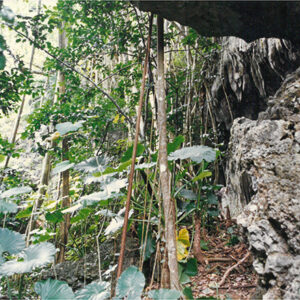 墾丁國家公園第三區原始森林區內鐘乳石地形-彩色(農漁牧)-MOFA109179CF-2020-12-PH00098-014