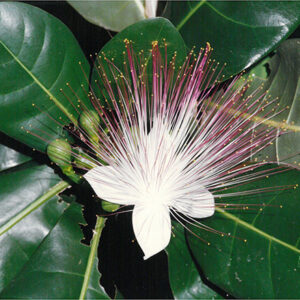 稀有植物—棋盤腳花-彩色(農漁牧)-MOFA109179CF-2020-12-PH00098-018