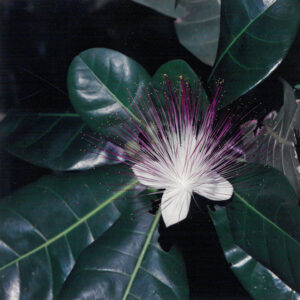 稀有植物—棋盤腳花-彩色(農漁牧)-MOFA109179CF-2020-12-PH00098-019