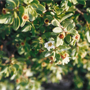 稀有植物─水浣花-彩色(農漁牧)-MOFA109179CF-2020-12-PH00098-020