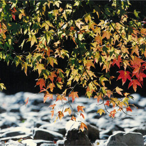 七家灣溪邊的「青楓」-彩色(農漁牧)-MOFA109179CF-2020-12-PH00098-022