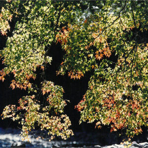 七家灣溪邊的「青楓」-彩色(農漁牧)-MOFA109179CF-2020-12-PH00098-023