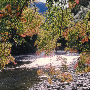 七家灣溪邊的「青楓」-彩色(農漁牧)-MOFA109179CF-2020-12-PH00098-024