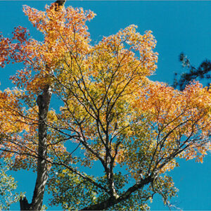 七家灣溪邊的「青楓」-彩色(農漁牧)-MOFA109179CF-2020-12-PH00098-025