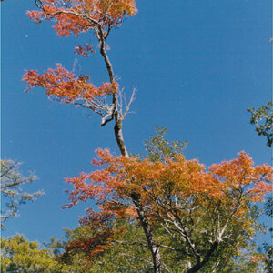 七家灣溪邊的「青楓」-彩色(農漁牧)-MOFA109179CF-2020-12-PH00098-027