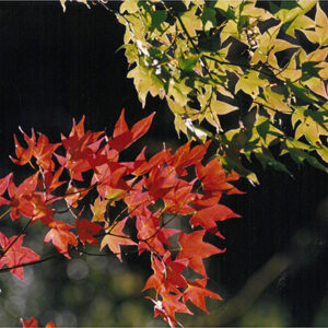 七家灣溪邊的「青楓」-彩色(農漁牧)-MOFA109179CF-2020-12-PH00098-028