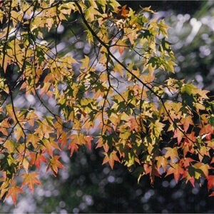 七家灣溪邊的「青楓」-彩色(農漁牧)-MOFA109179CF-2020-12-PH00098-029