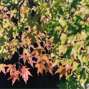 七家灣溪邊的「青楓」-彩色(農漁牧)-MOFA109179CF-2020-12-PH00098-030