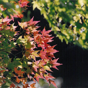 七家灣溪邊的「青楓」-彩色(農漁牧)-MOFA109179CF-2020-12-PH00098-031