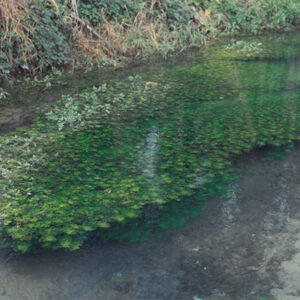 清澈的小溪，長了青翠的水草，魚兒悠游其中-彩色(農漁牧)-MOFA109179CF-2020-12-PH00098-046