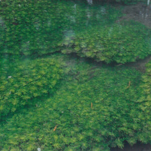 清澈的小溪，長了青翠的水草，魚兒悠游其中-彩色(農漁牧)-MOFA109179CF-2020-12-PH00098-047