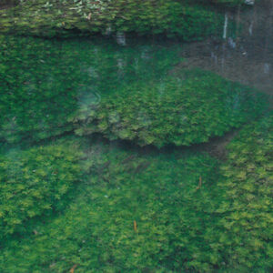 清澈的小溪，長了青翠的水草，魚兒悠游其中-彩色(農漁牧)-MOFA109179CF-2020-12-PH00098-048