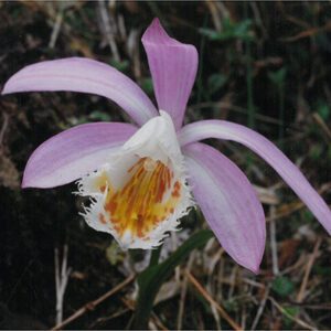 稀有珍貴植物—阿里山—葉蘭-彩色(農漁牧)-MOFA109179CF-2020-12-PH00098-049