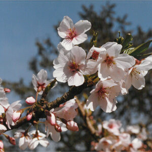 阿里山吉野櫻花盛開-彩色(農漁牧)-MOFA109179CF-2020-12-PH00098-051