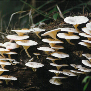 野生菇類-彩色(農漁牧)-MOFA109179CF-2020-12-PH00098-052