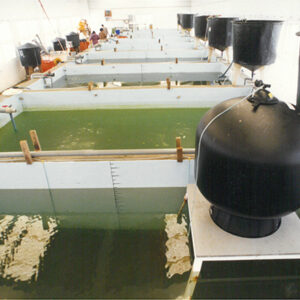 澎湖水產試驗所-魚類種苗繁殖場-彩色(農漁牧)-MOFA109179CF-2020-12-PH00098-054